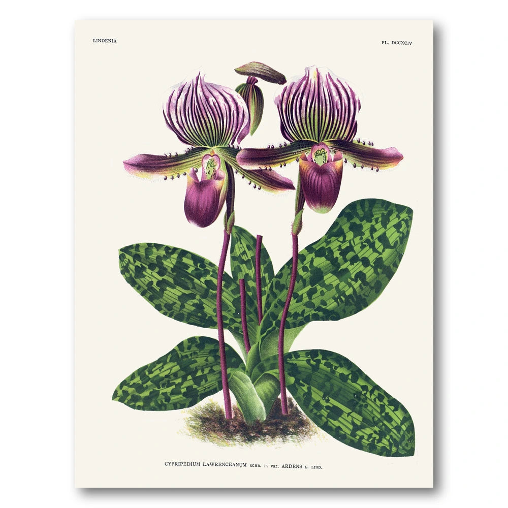 Orchid – Cypripedium lawrenceanum Art Print