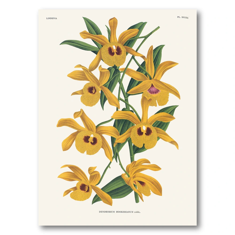 Orchid – Dendrobium hookerianum Art Print