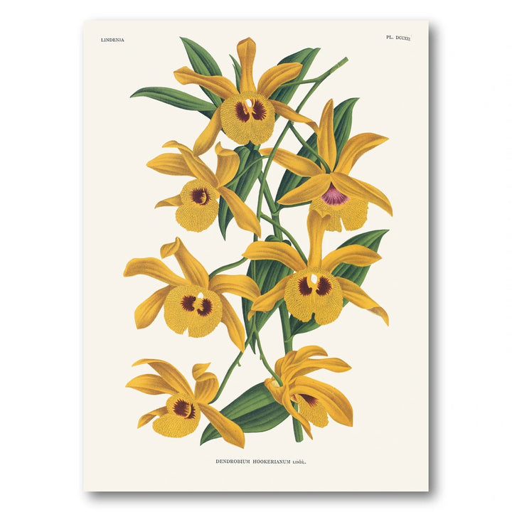 Orchid – Dendrobium hookerianum Art Print