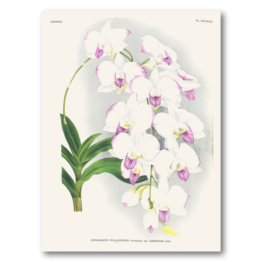 Orchid – Dendrobium phalaenopsis Art Print
