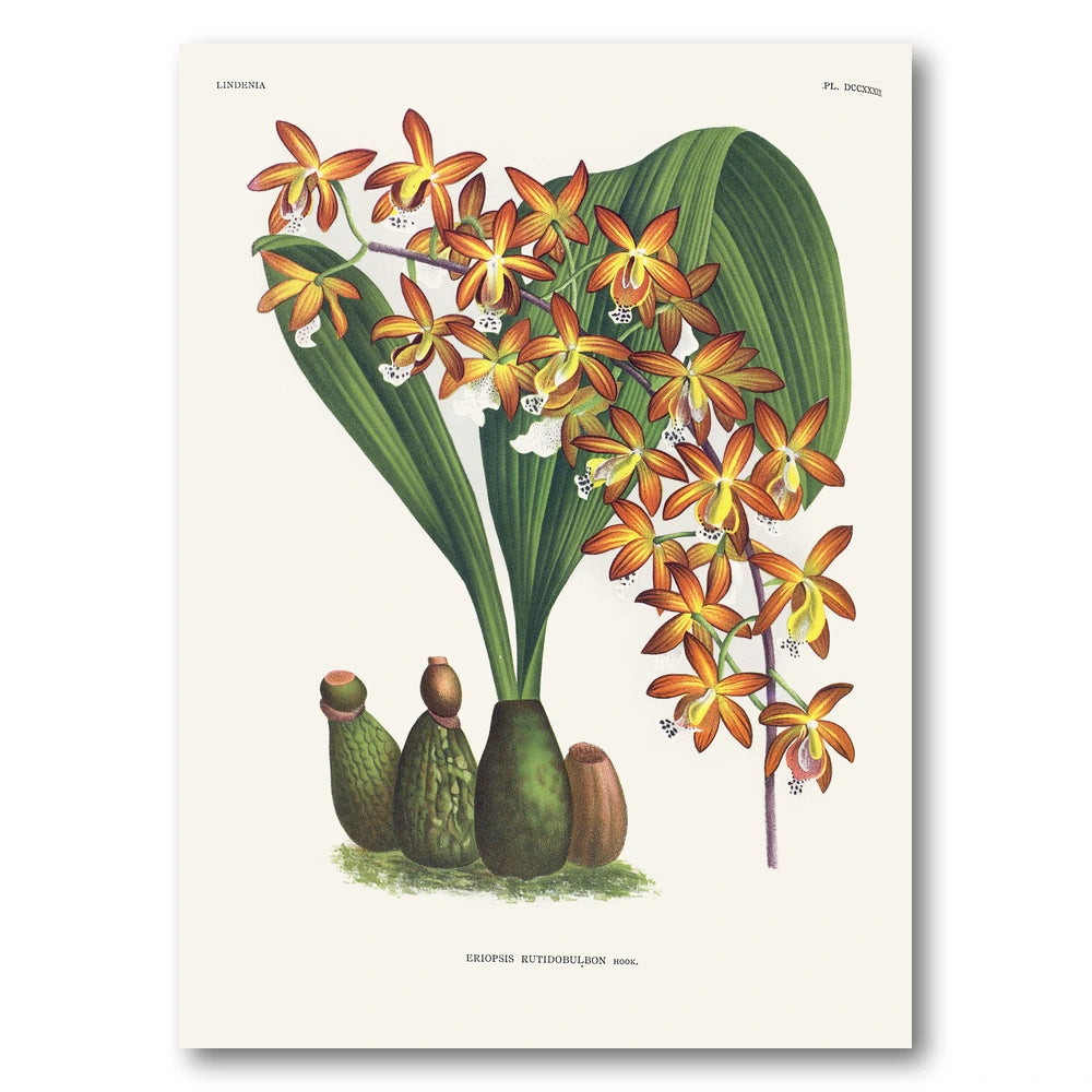 Orchid – Eriopsis rutidobulbon Art Print
