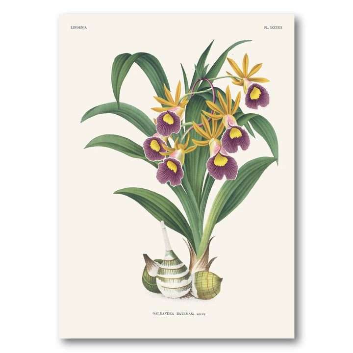 Orchid – Galeandra batemanii Art Print