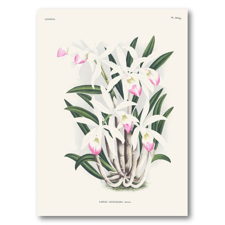 Orchid – Laelia lindleyana Art Print