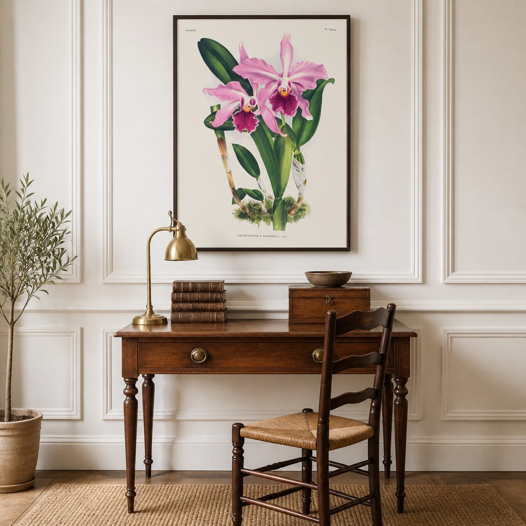 Laeliocattleya × aleschiana orchid art print framed in a traditional home