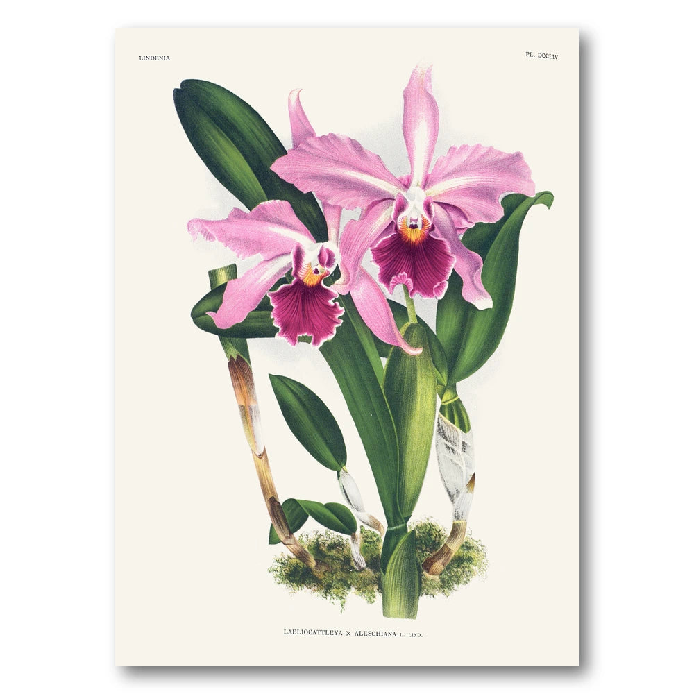 Orchid – Laeliocattleya × aleschiana Art Print