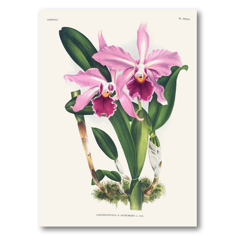 Orchid – Laeliocattleya × aleschiana Art Print
