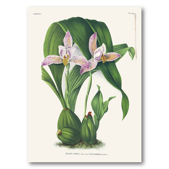 Orchid – Lycaste deppei Art Print