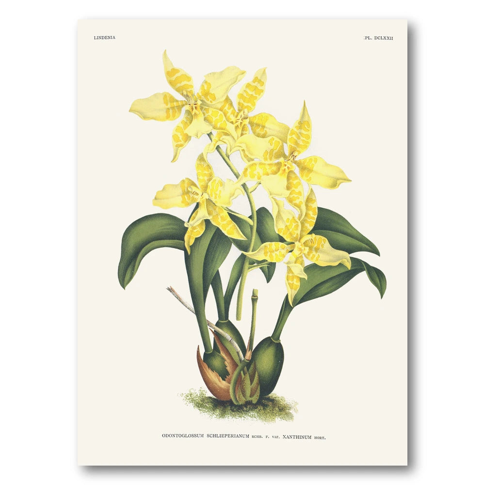 Orchid – Odontoglossum schlieperianum Art Print