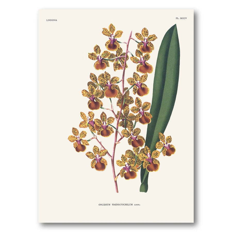 Orchid – Oncidium haematochilum Art Print