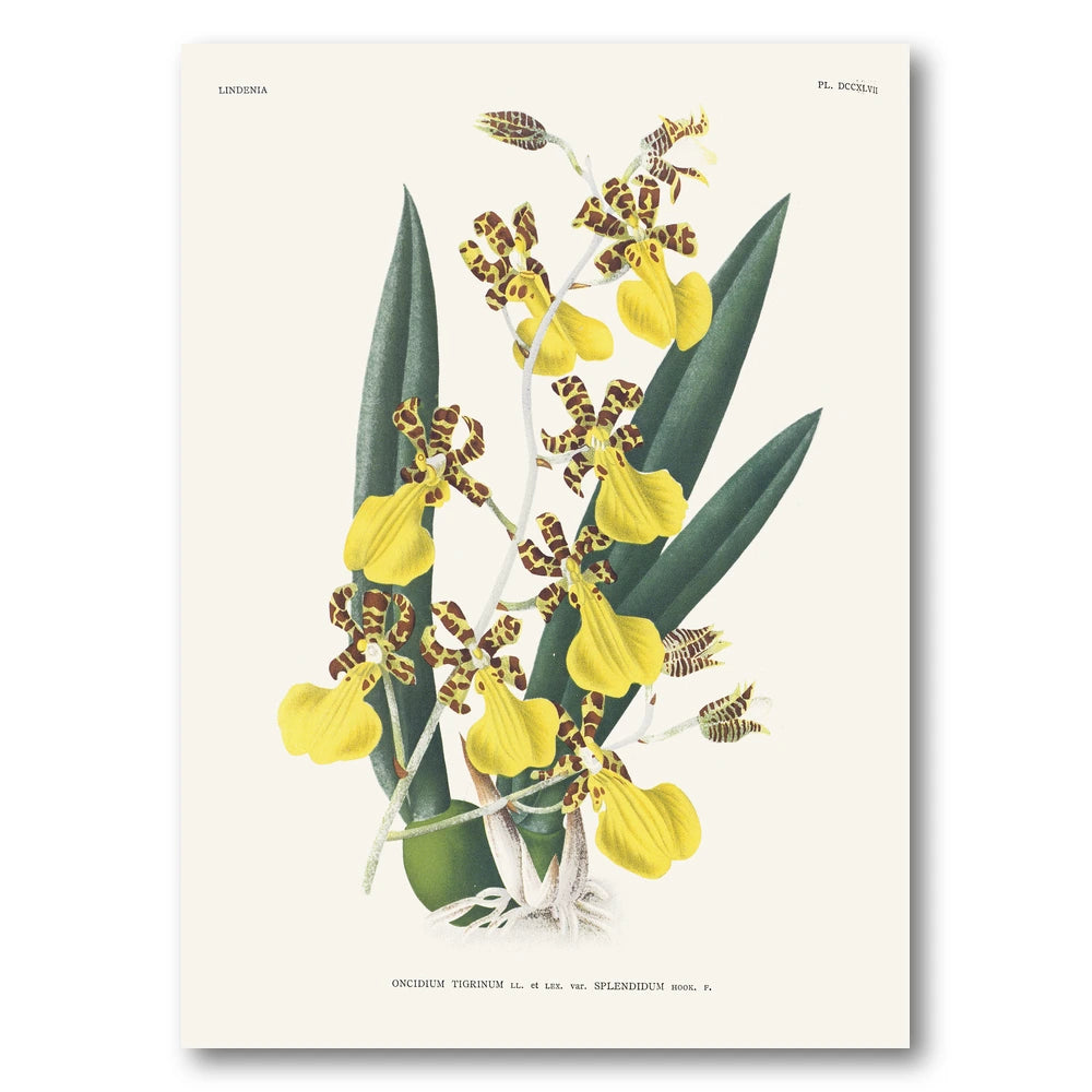 Orchid – Oncidium tigrinum Art Print