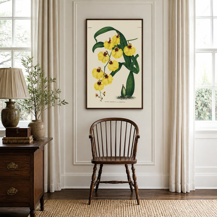 Oncidium varicosum orchid art print framed in a traditional home