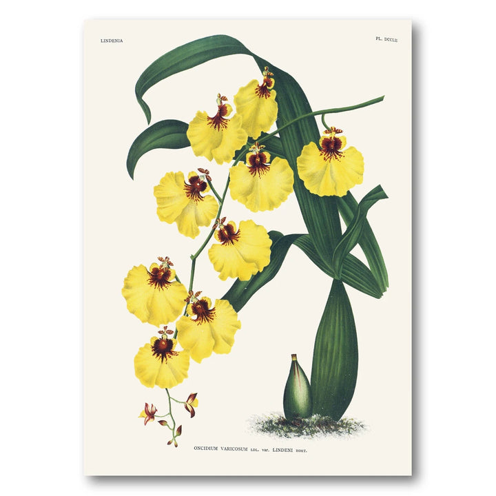 Orchid – Oncidium varicosum Art Print