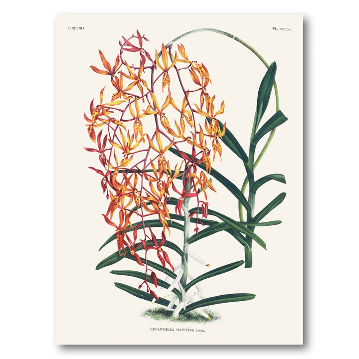 Orchid – Renanthera matutina Art Print