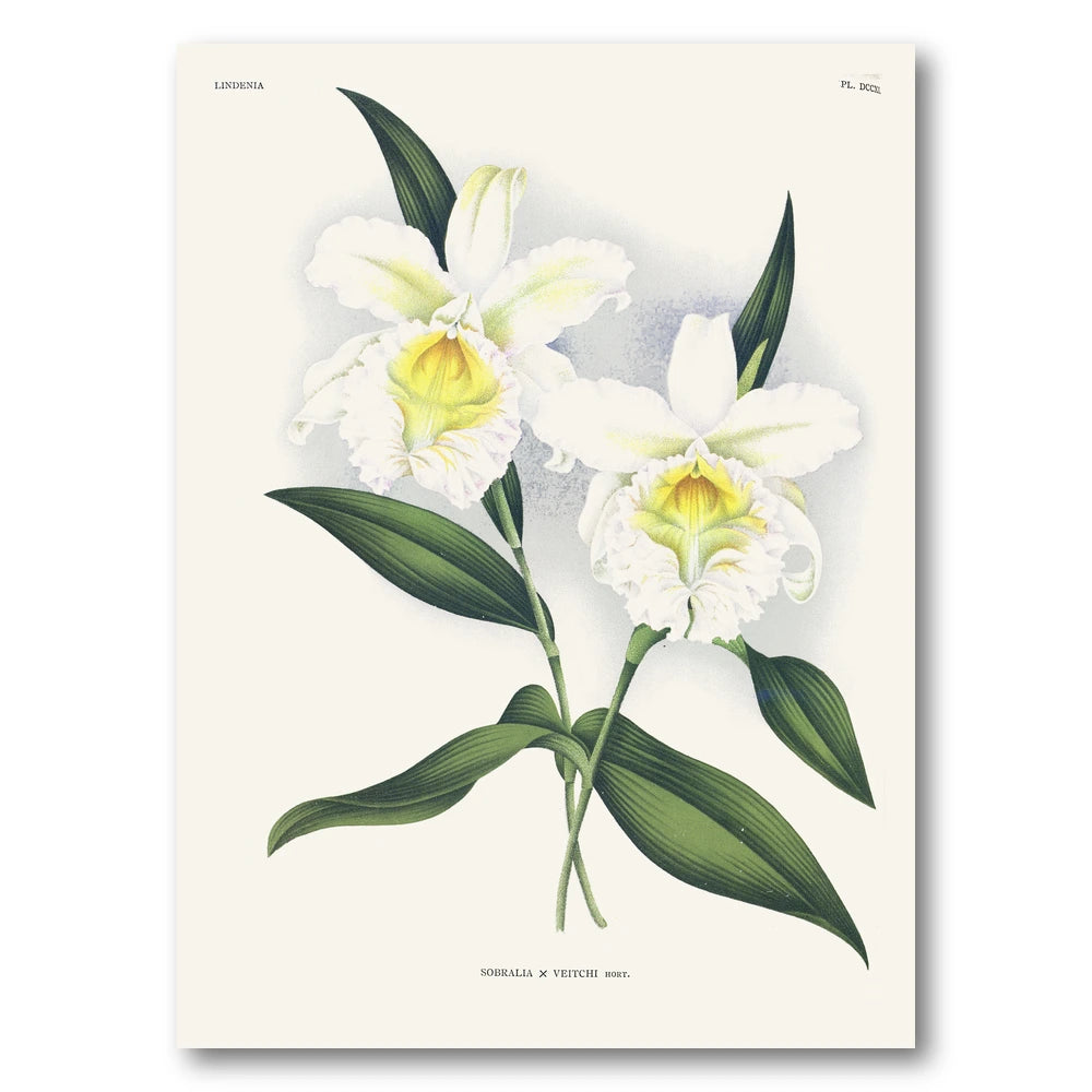 Orchid – Sobralia × veitchii Art Print