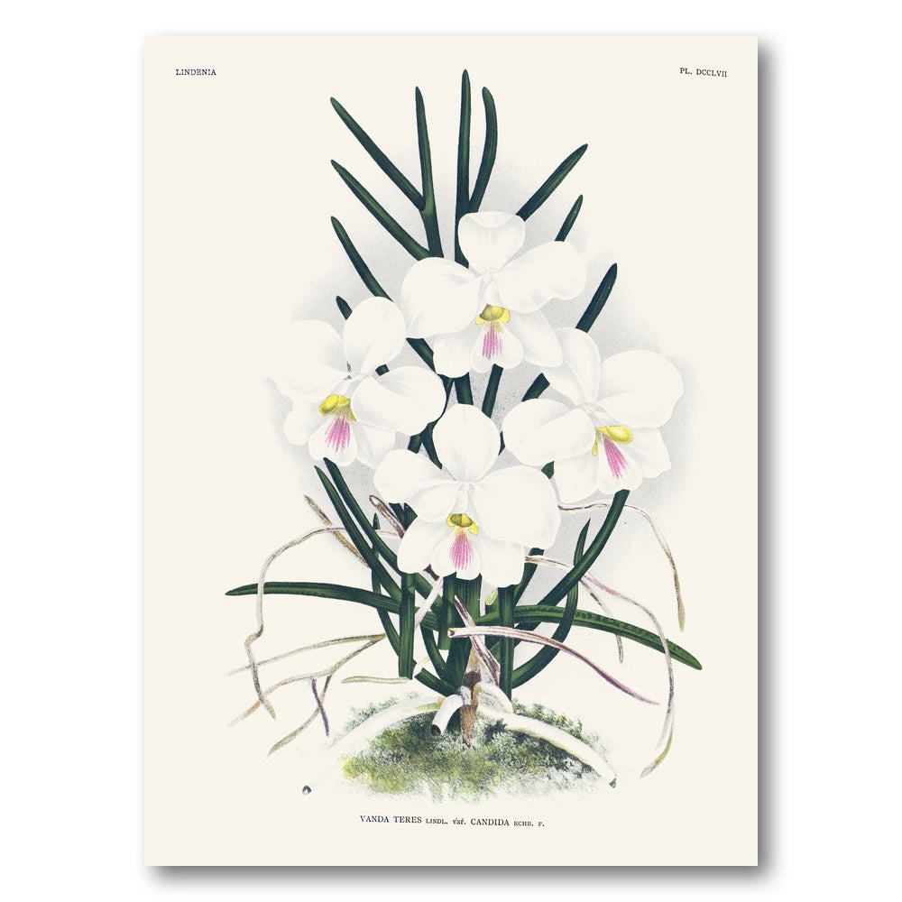 Orchid – Vanda teres Art Print