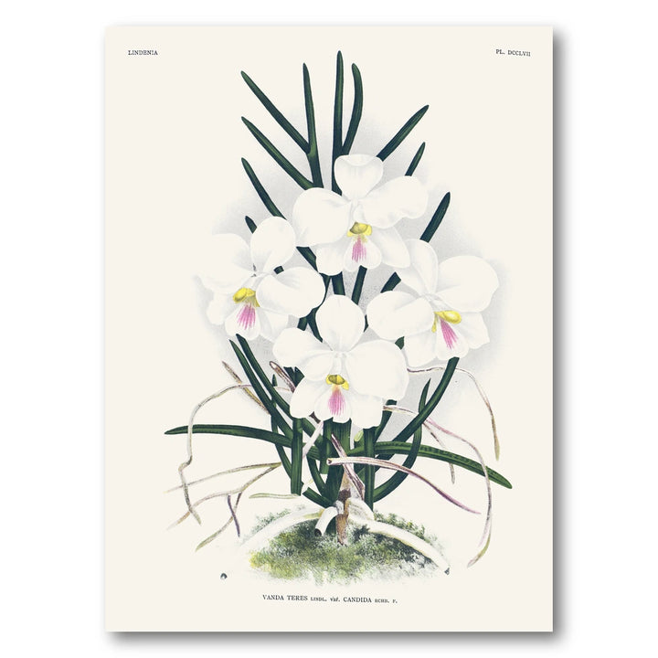 Orchid – Vanda teres Art Print