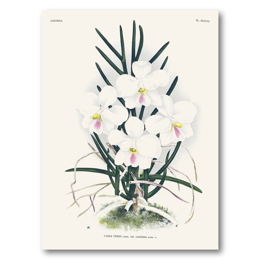 Orchid – Vanda teres Art Print