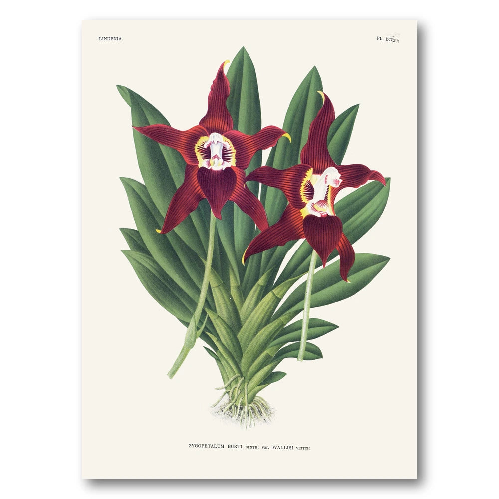 Orchid – Zygopetalum burtii Art Print