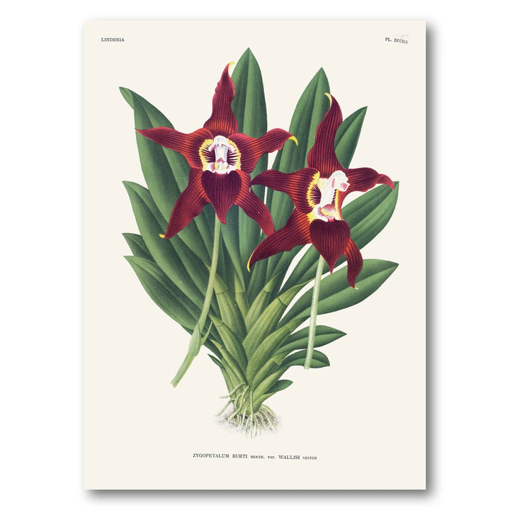 Orchid – Zygopetalum burtii Art Print