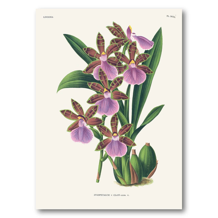 Orchid – Zygopetalum × clayi Art Print