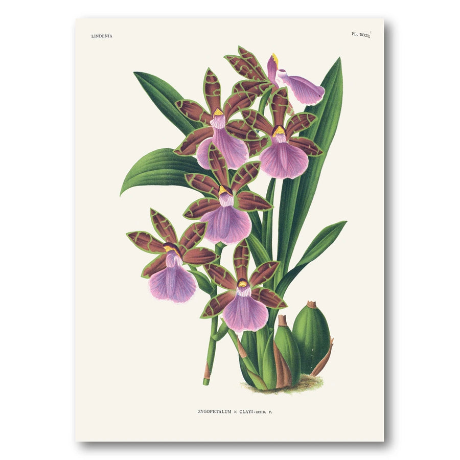 Orchid – Zygopetalum × clayi Art Print