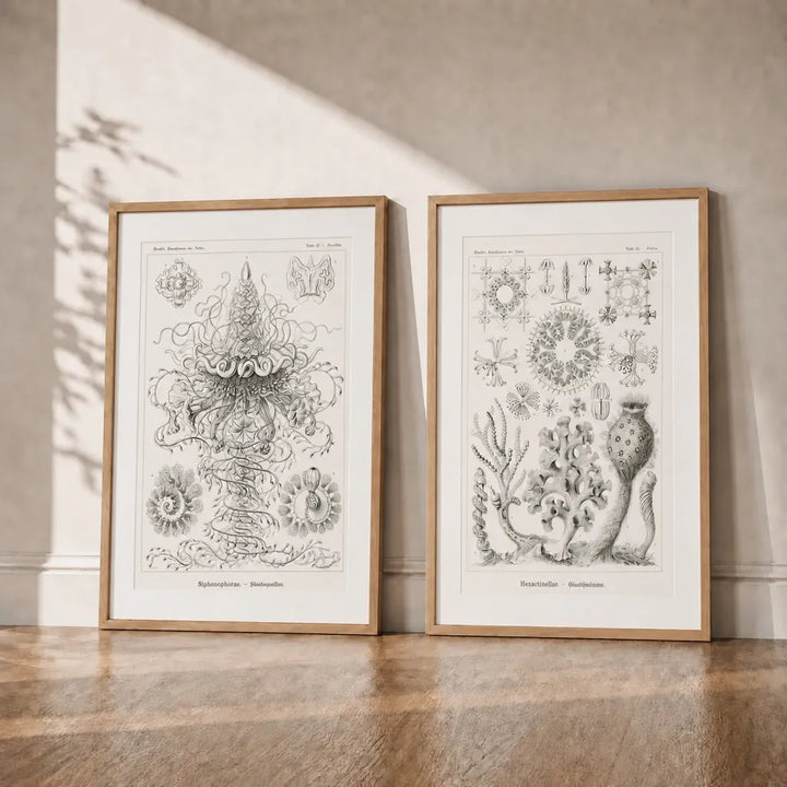 Siphonophorae & Hexactinellae Pair Art Prints — room mockup