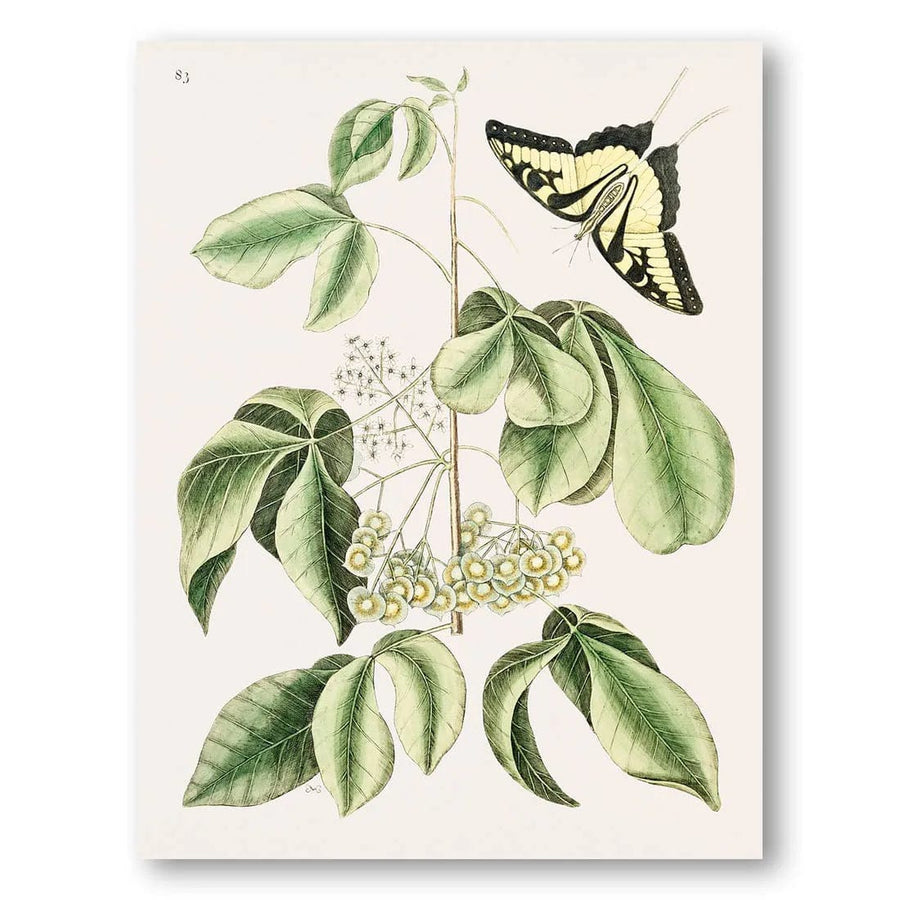 Elegant Butterfly Botanical Vintage Ilustration Print