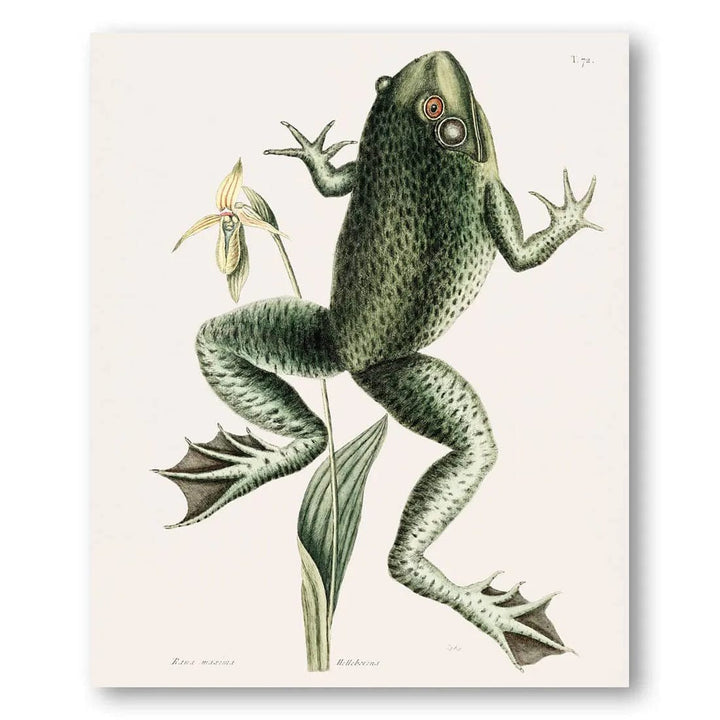 Verdant Amphibian Delight Vintage Ilustration Print