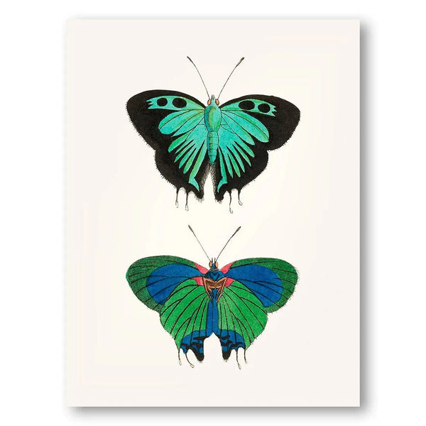 Verdant Flutter & Vivid Wings Vintage Ilustration Print