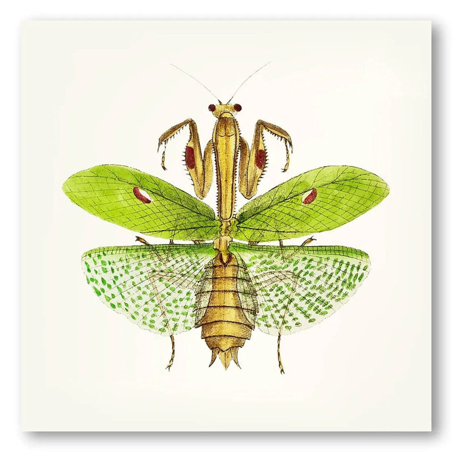 Entomological Elegance Vintage Ilustration Print