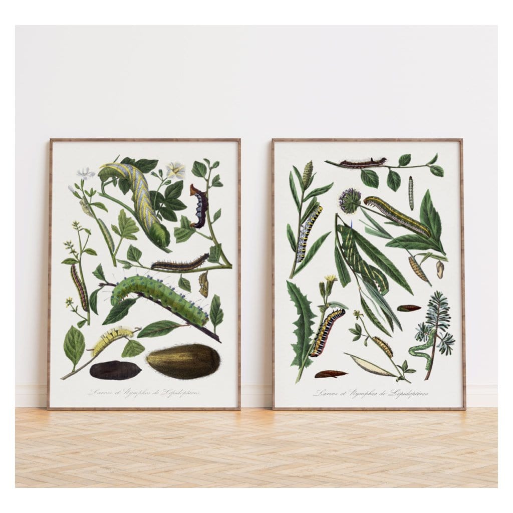 Pair of Caterpillar, Leaf & Flower Art Prints
