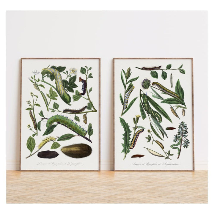 Pair of Caterpillar, Leaf & Flower Art Prints