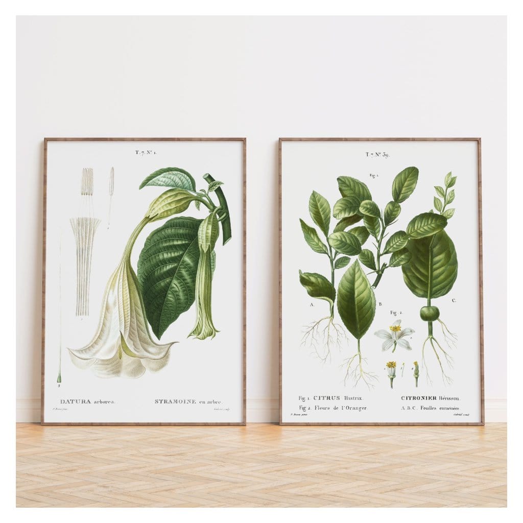 Pair of Fresh Green & Crisp White Botanical Art Prints