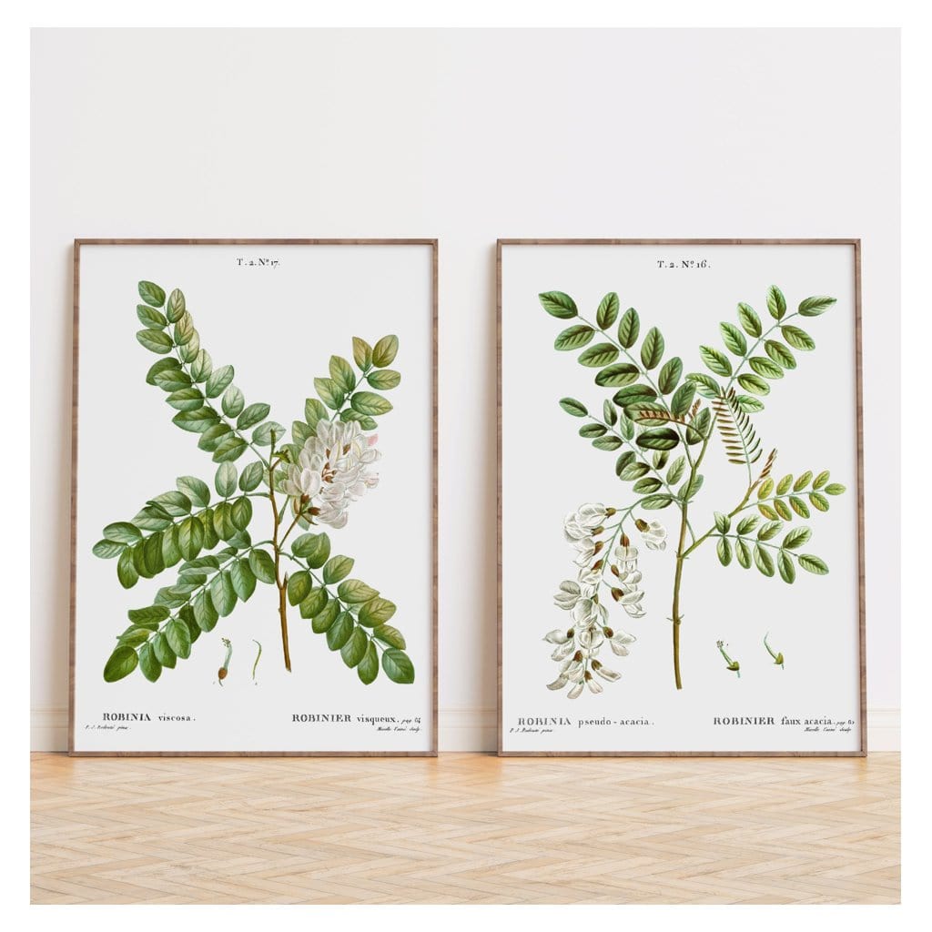 Pair of Locust Flower Art Prints