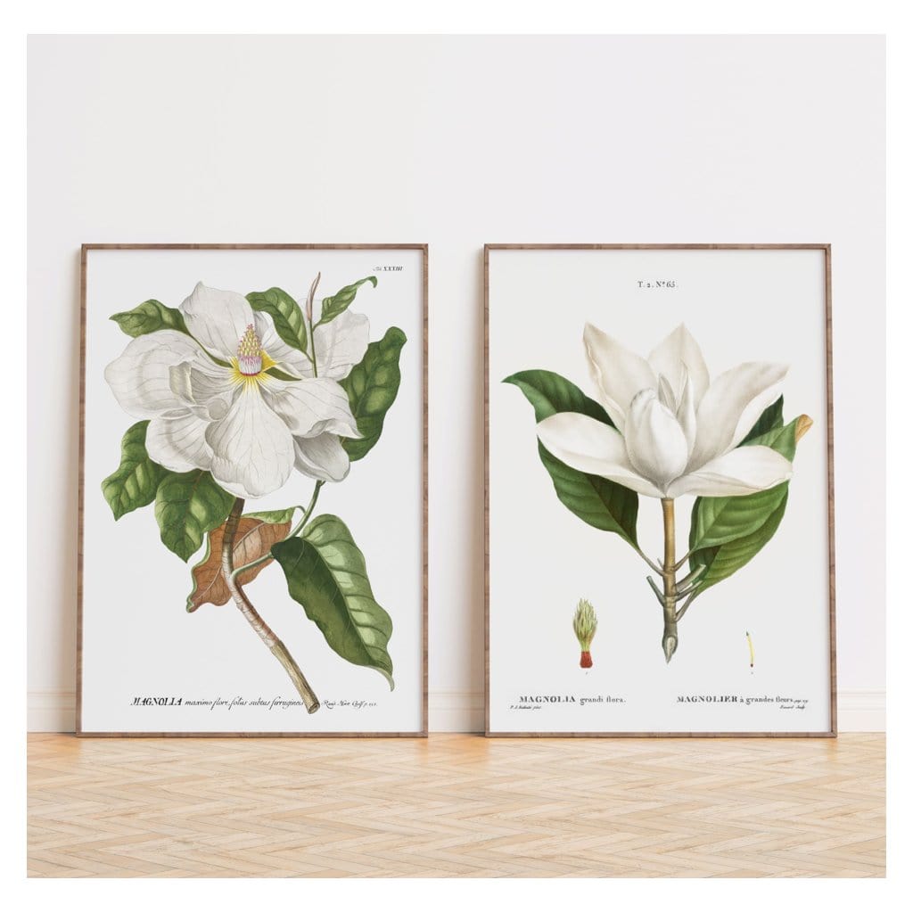Pair of Magnolia Flower Vintage Botanical Art Prints