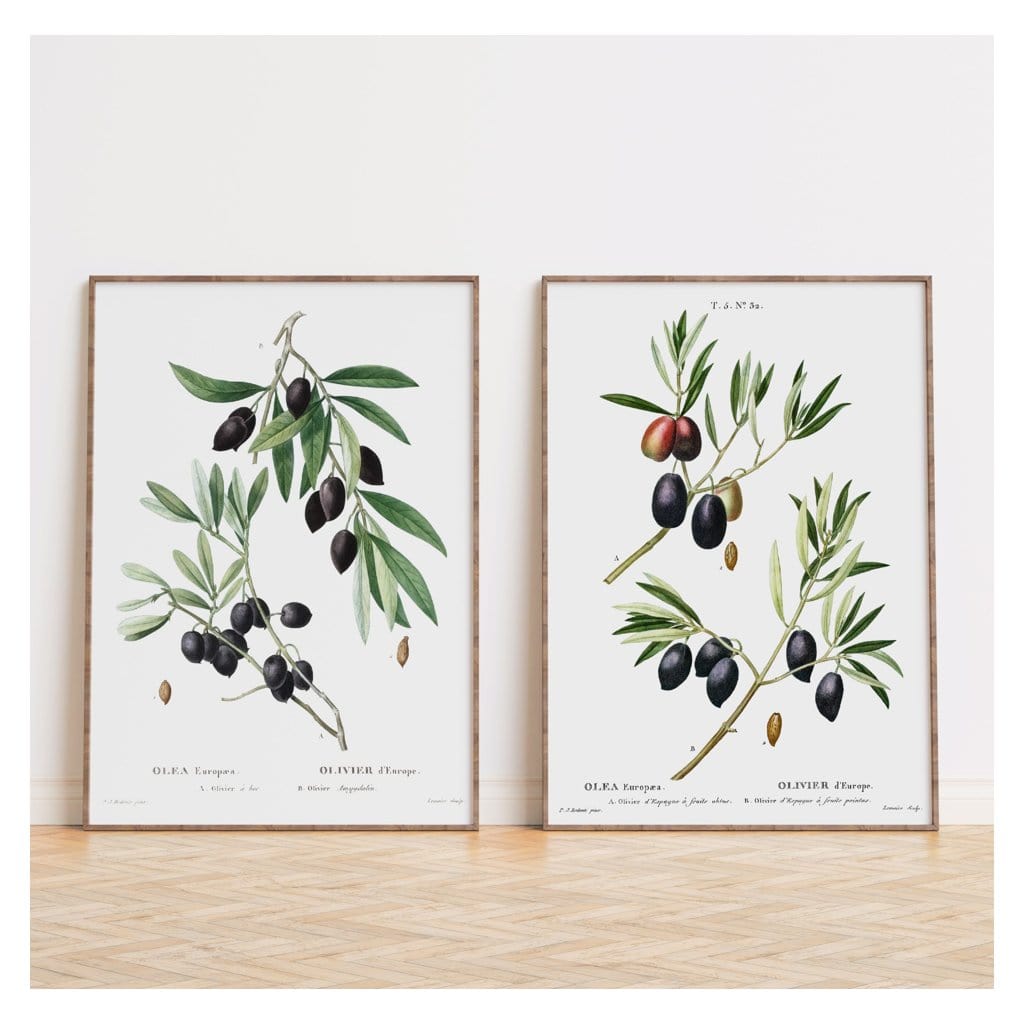 Pair of Olive Botanical Art Prints