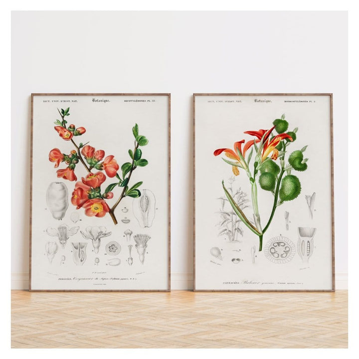 Pair of Orange Botanical Art Prints