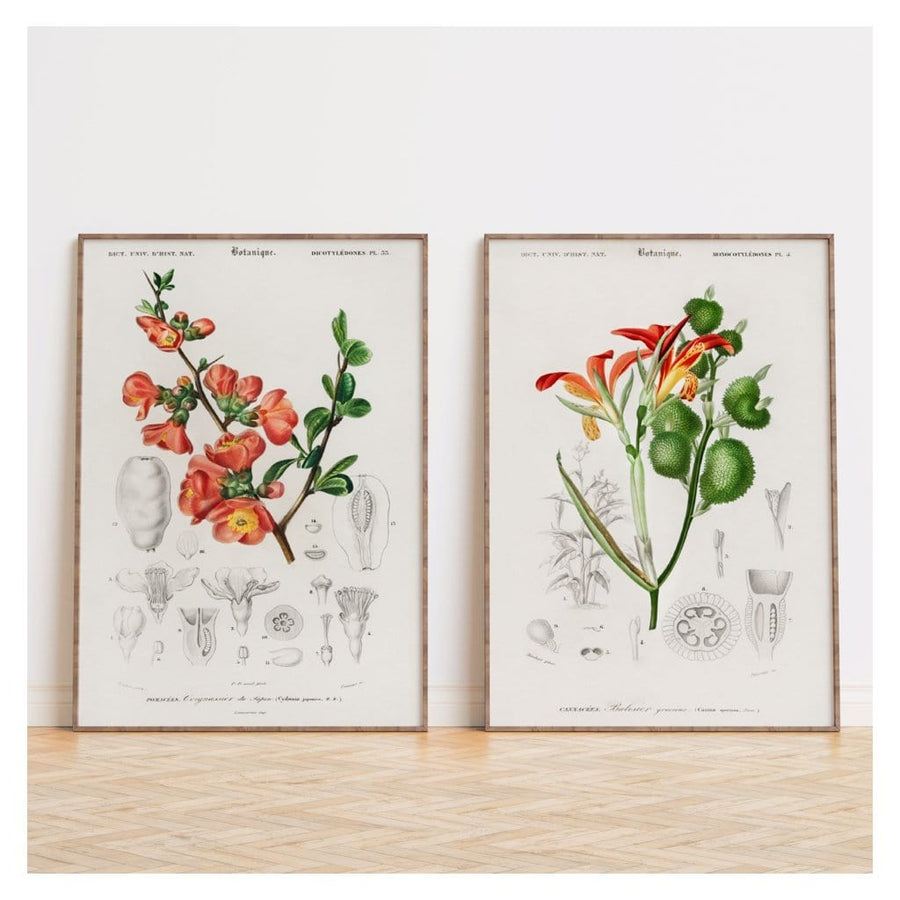 Pair of Orange Botanical Art Prints
