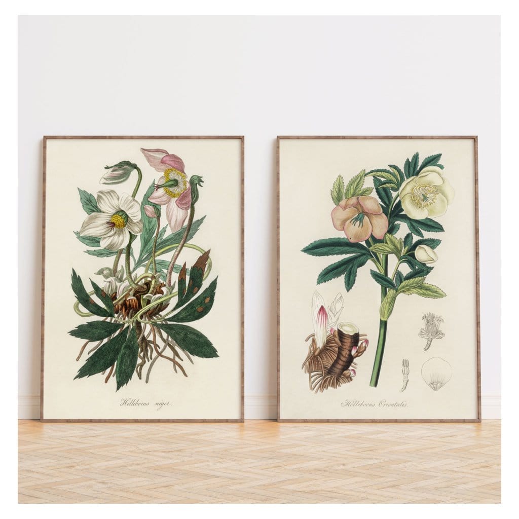 Pair of Pastel Pinks Botanical Art Prints shown in a styled room
