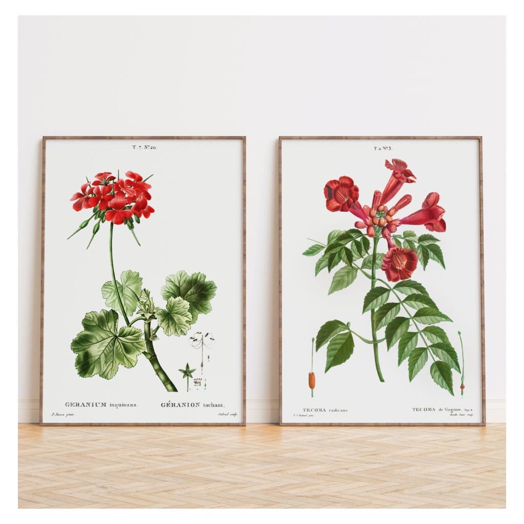 Pair of Red Botanical Art Prints shown in a styled room