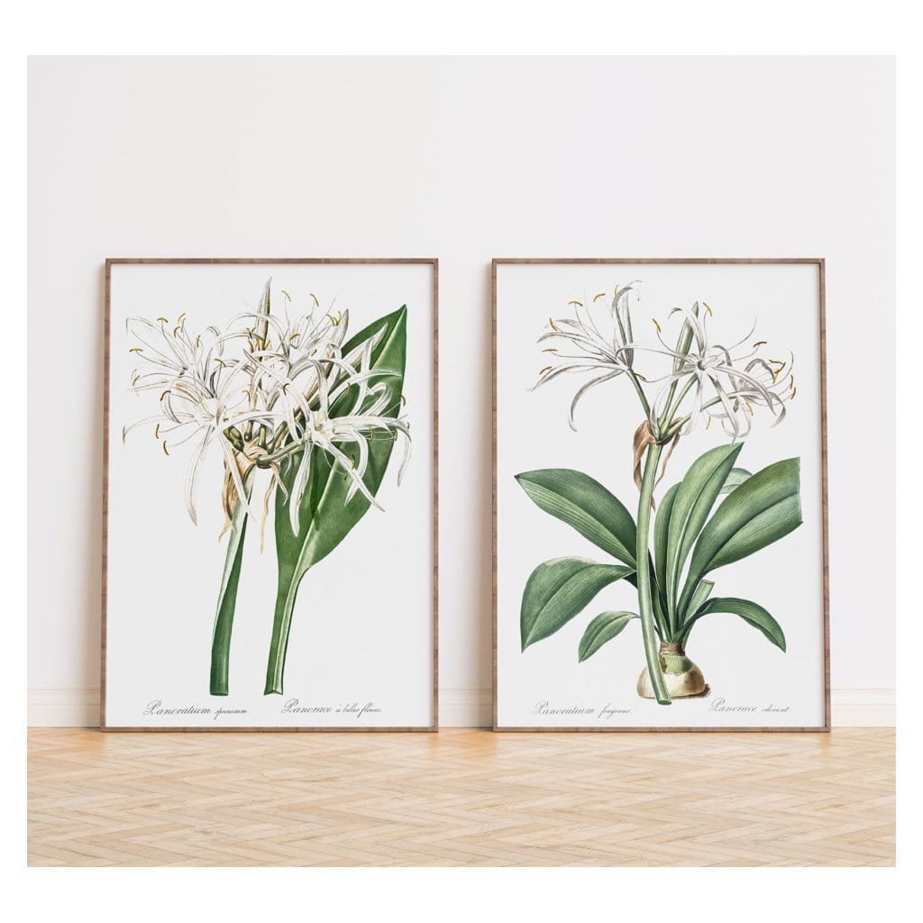 Pair of Spider Lily Art Prints