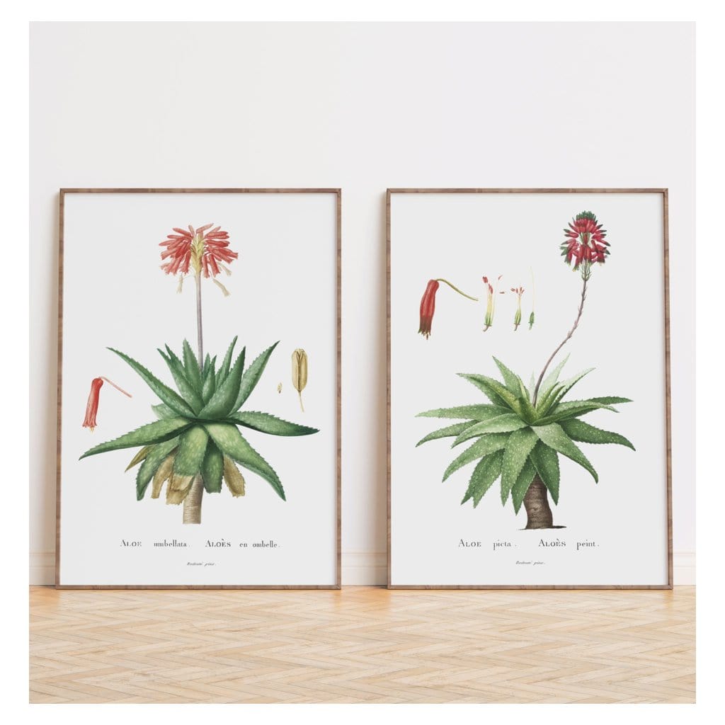Pair of Vintage Aloe Art Prints shown in a styled room