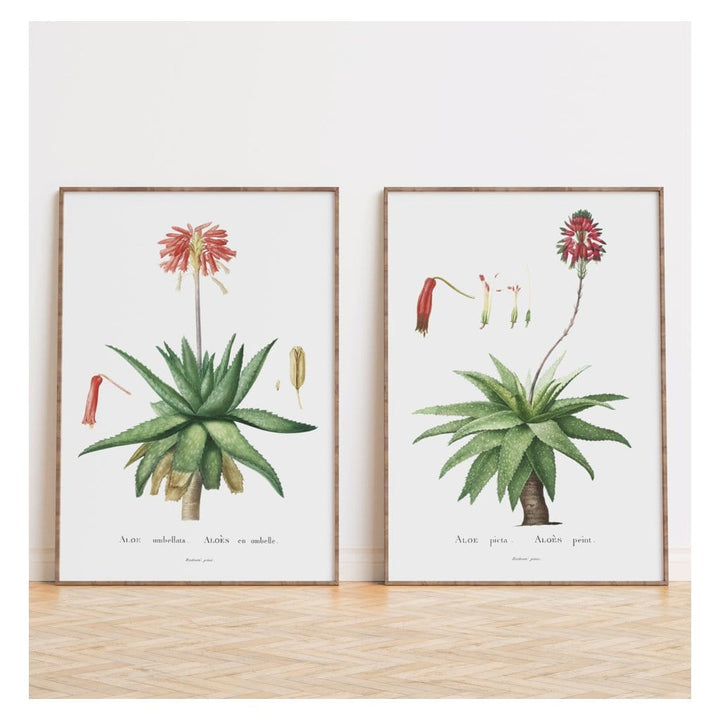 Pair of Vintage Aloe Art Prints