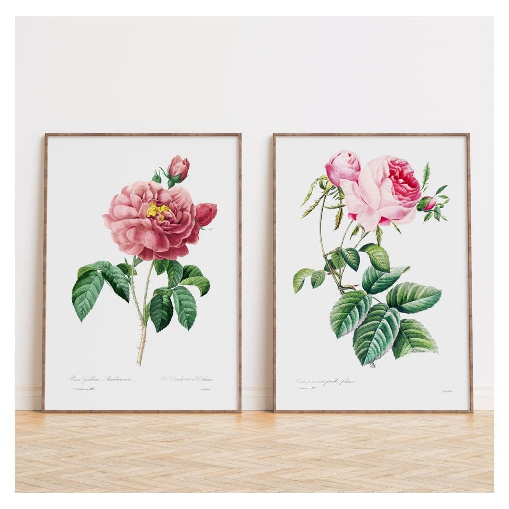 Pair of Vintage Pink Rose Art Prints
