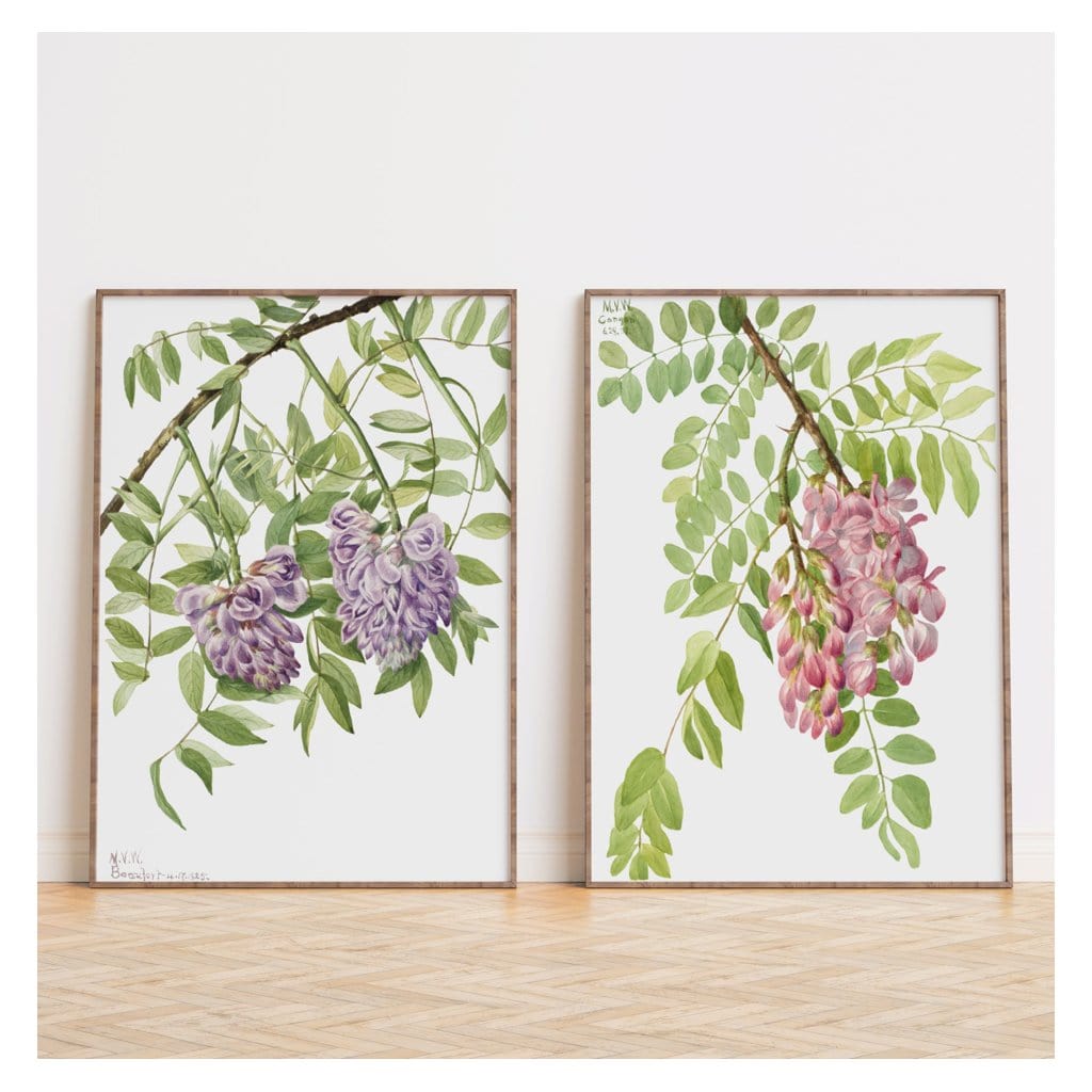 Pair of Wisteria & Mexican Locust Flower Art Prints