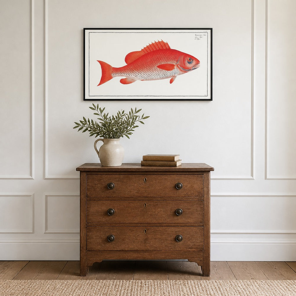 Vibrant Bodianus Aya Fish framed in a light country home