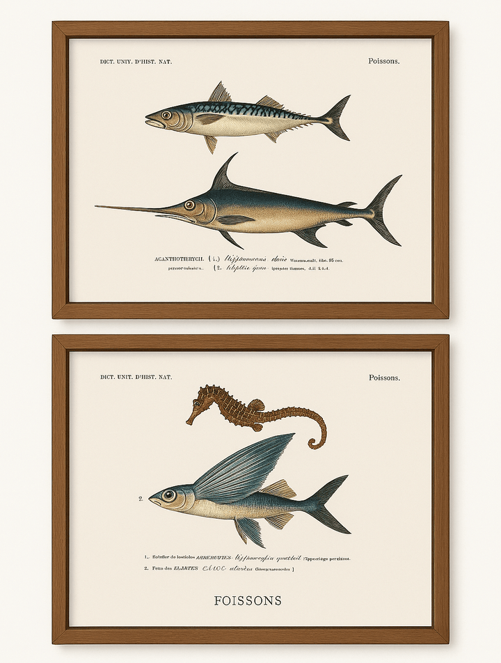 Vintage French Maritime Fish Art Print Set