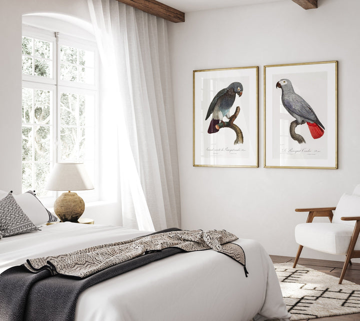 Pair of Grey Parrot Art Prints